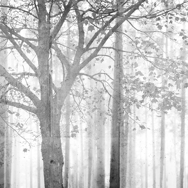 Photo wallpaper forest in black and white with grey shading - grey, white, black
