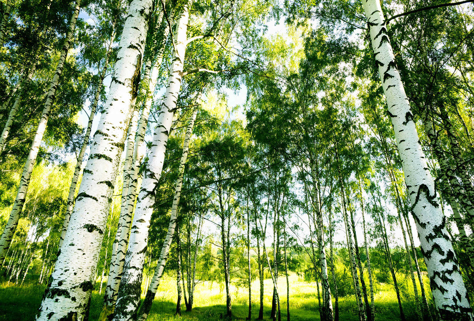         Photo wallpaper birch forest in the sunshine - green, white
    