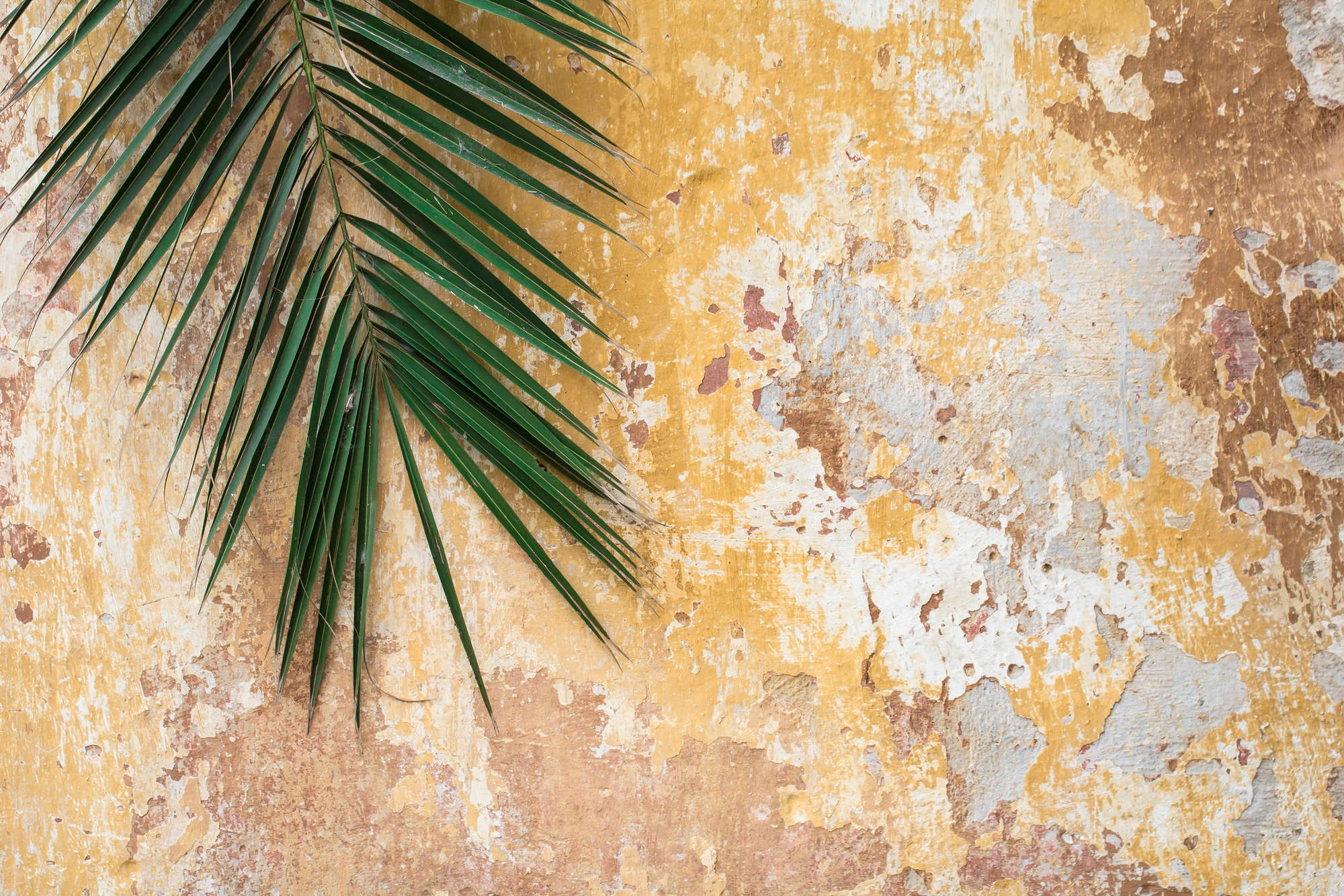             Papel pintado Naturaleza Hoja de palma frente a pared de piedra sobre tejido no tejido liso mate
        