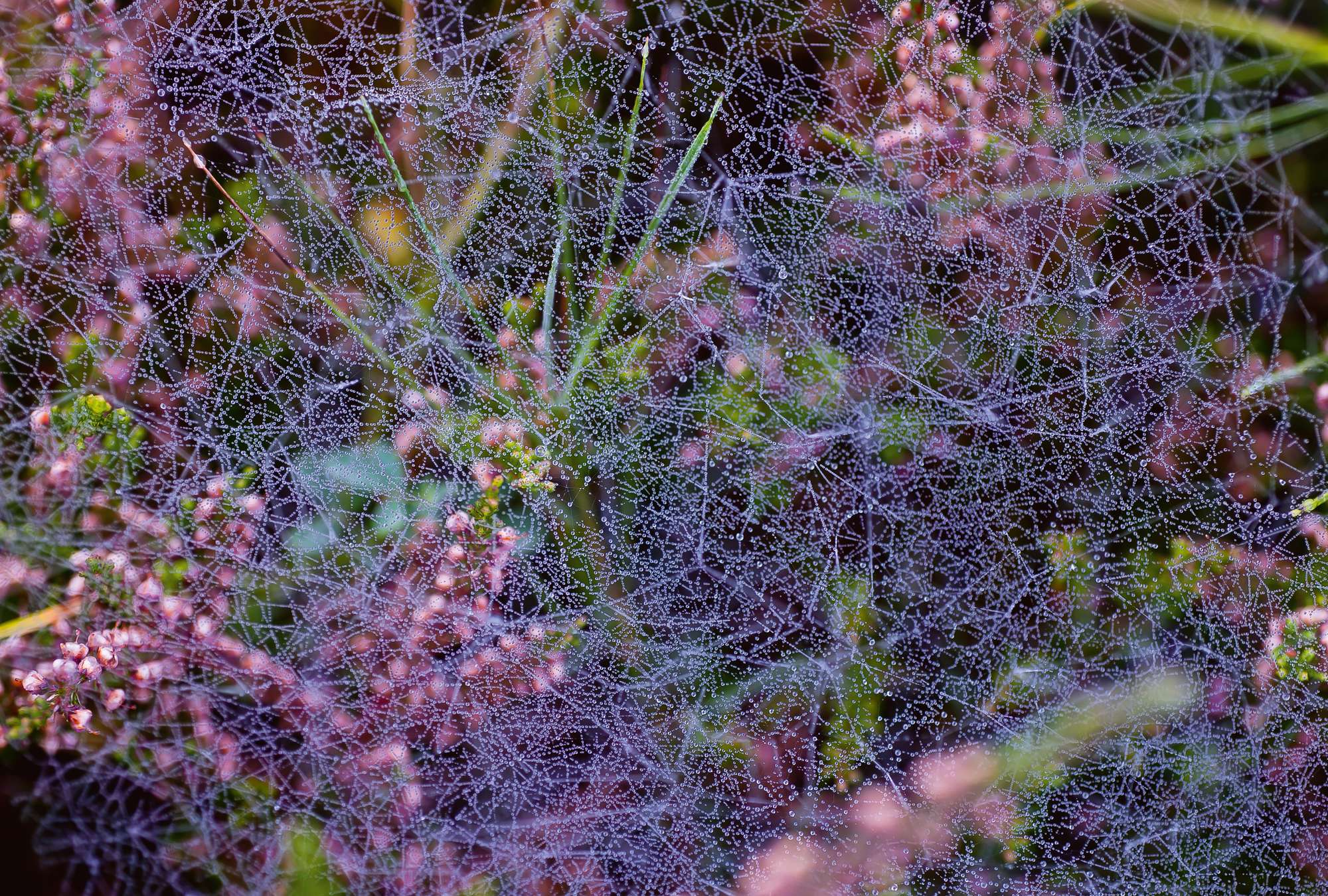             Morning dew - photo wallpaper spider web in the sunshine
        