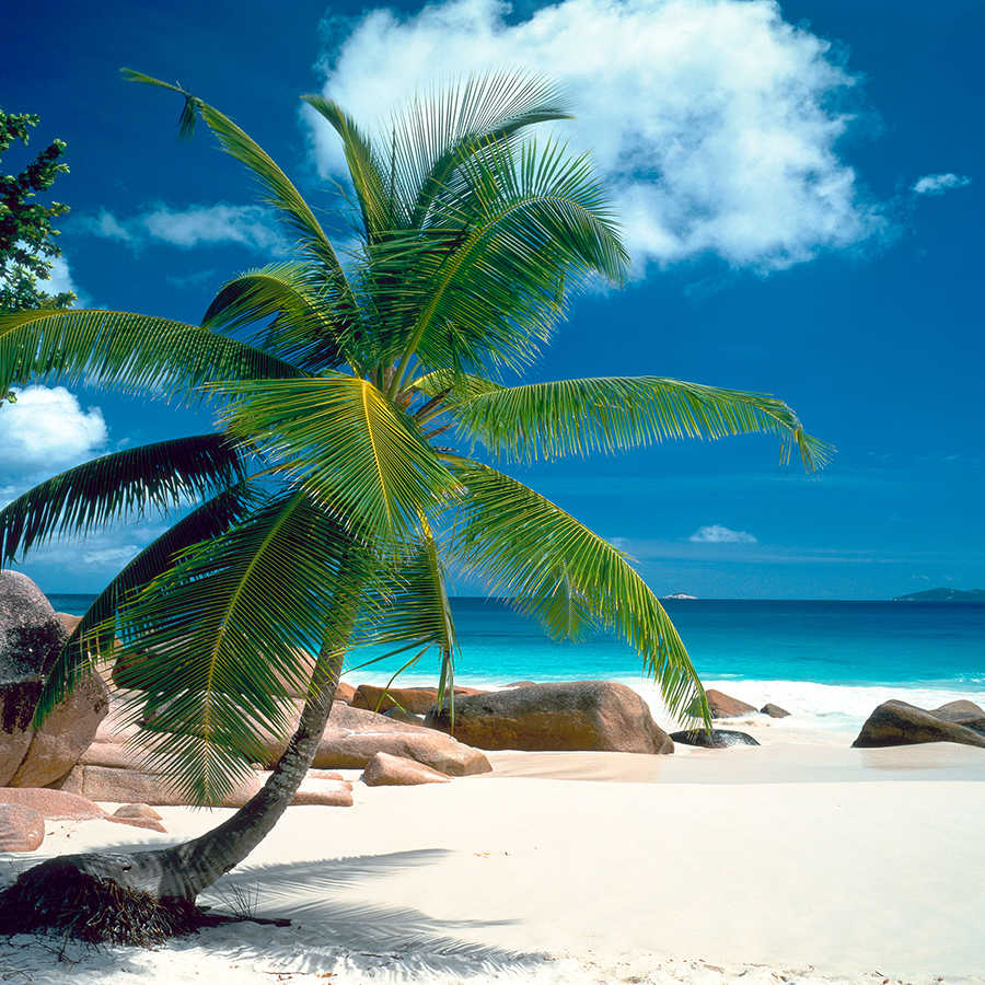 Papel pintado de playa con palmeras y mar azul sobre vellón texturizado
