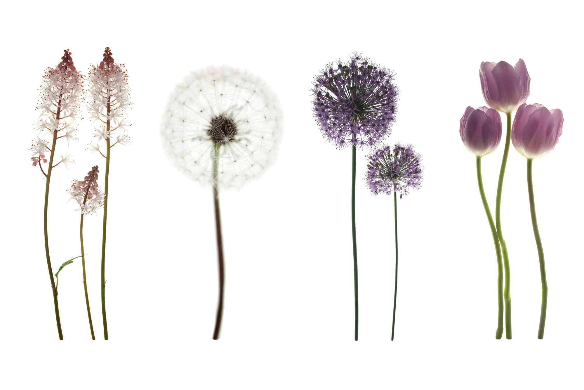             Digital behang met verschillende bloemen - parelmoer glad vlies
        