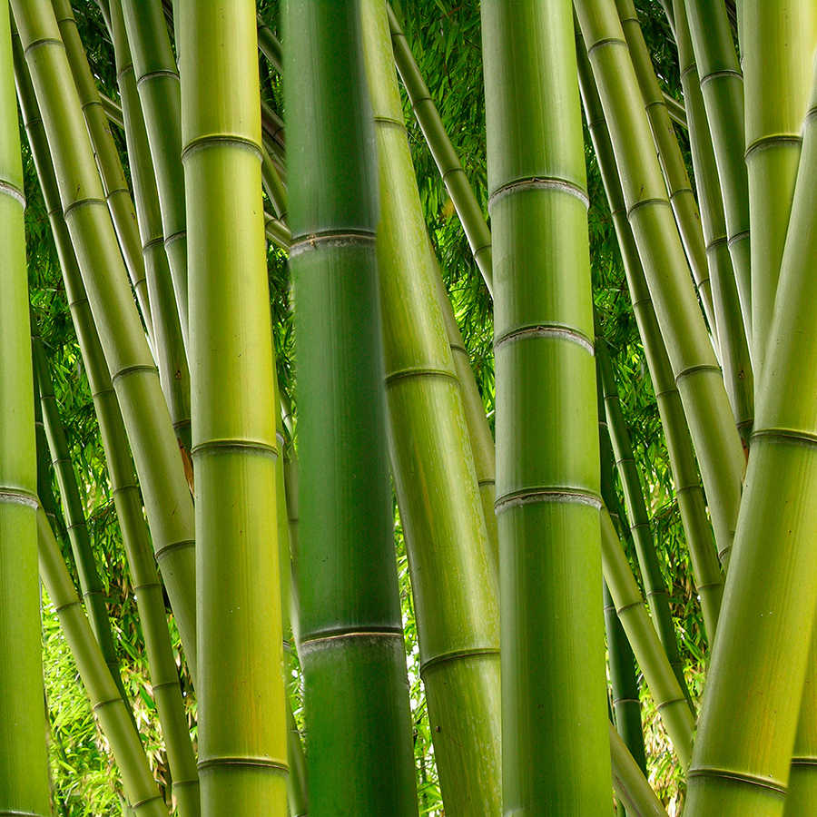 Natuurbehang Bamboe Bosmotief op mat glad vlies
