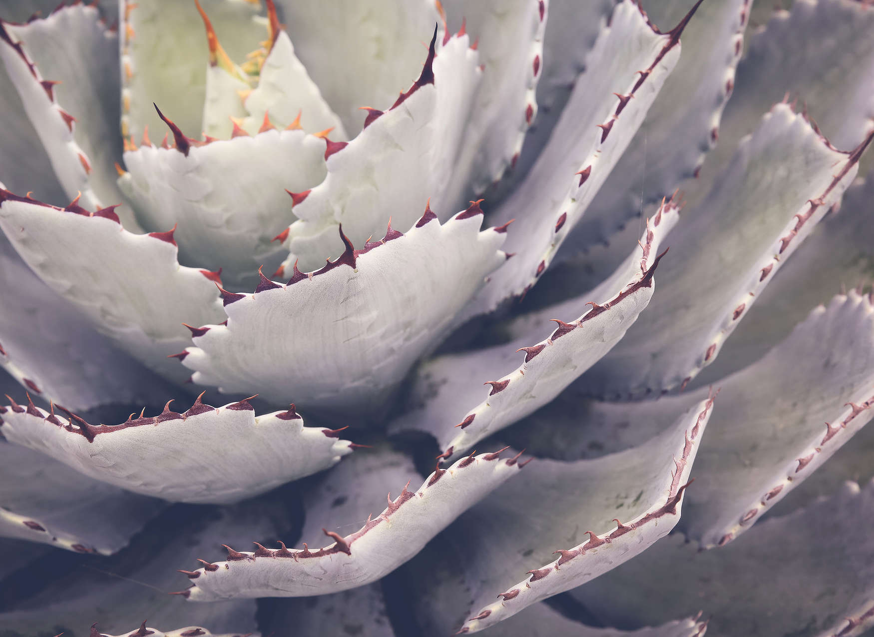             Papier peint panoramique avec gros plan sur un cactus - Vert
        