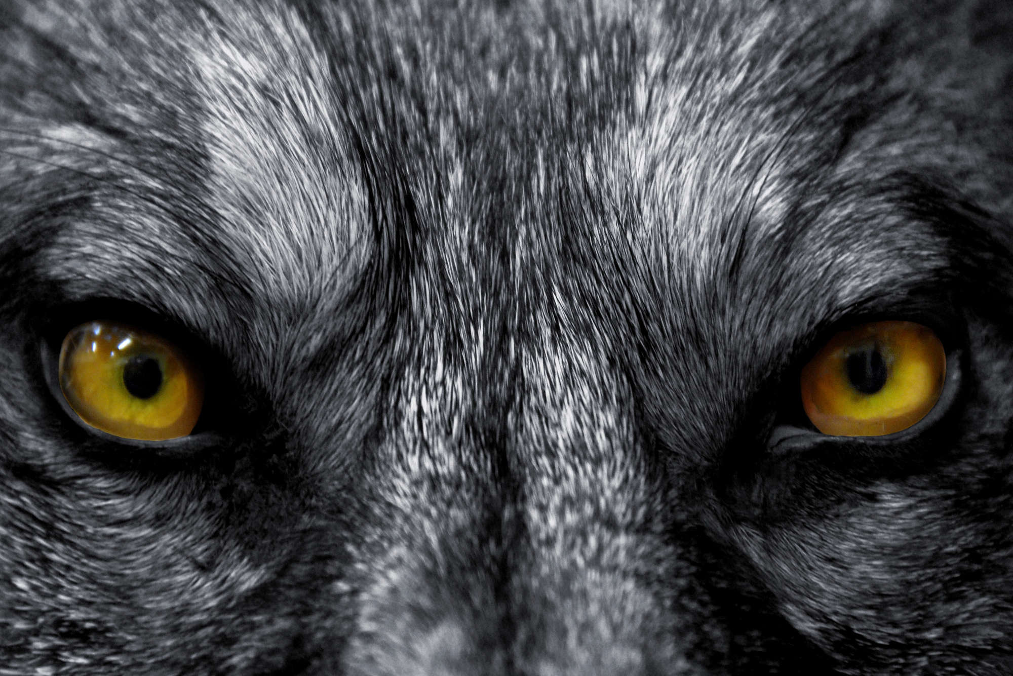             Papel pintado de Animales Primer plano de ojos de lobo - Premium Smooth Fleece
        
