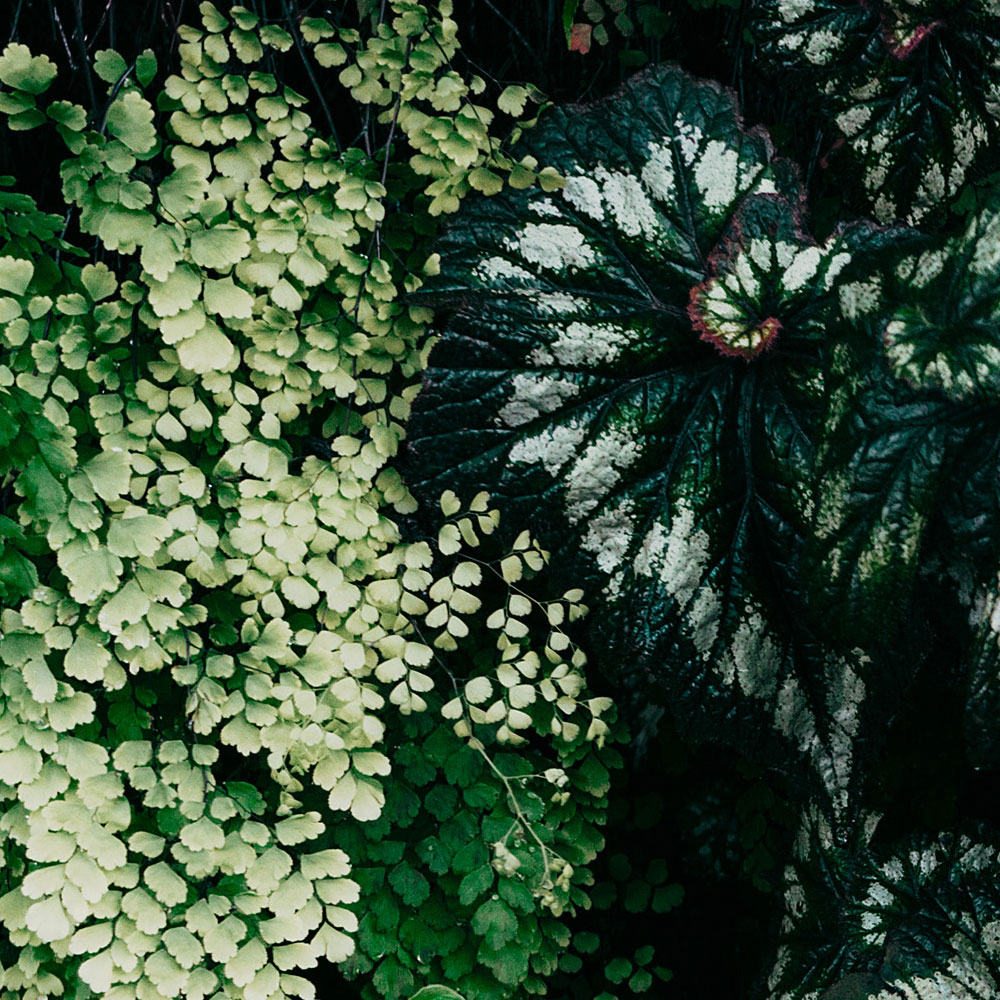             Verde intenso 2 - Fotomurali con boschetto di foglie, felci e piante pendenti
        