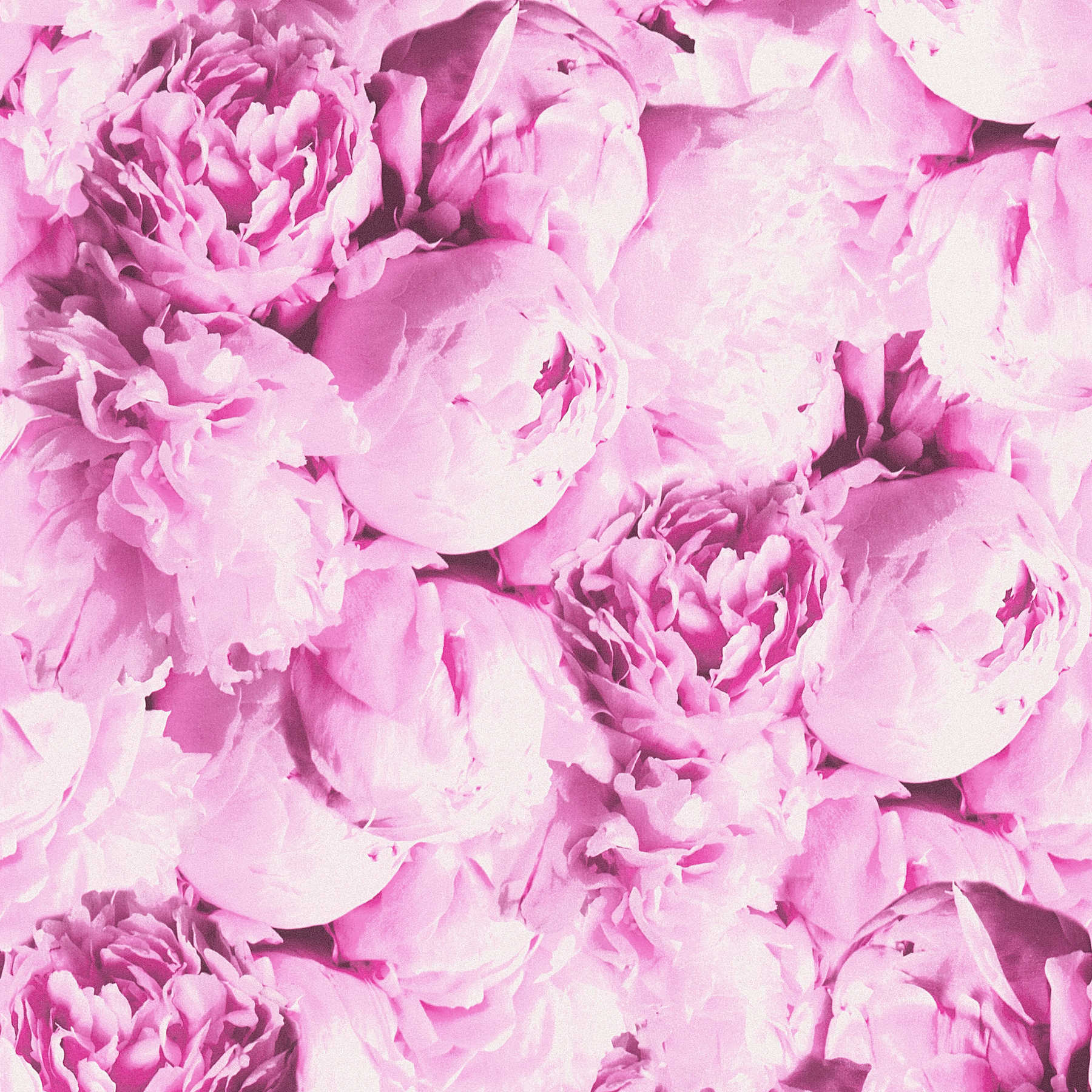 Floral wallpaper roses with shimmer effect - pink
