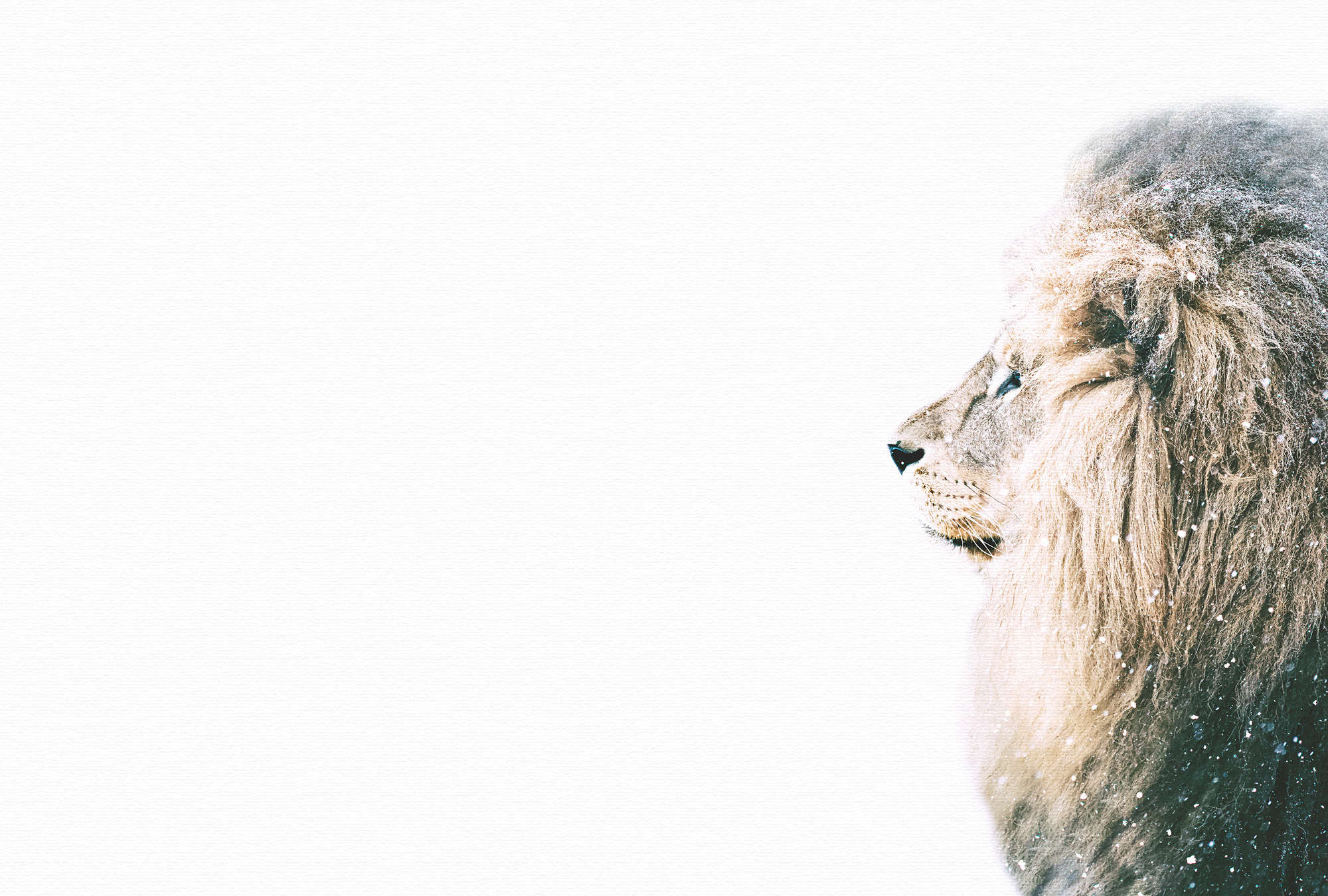             Papier peint animalier lion majestueux au design XXL
        