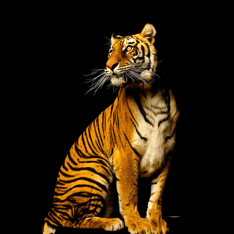         Tiger sitting - animal portrait mural
    