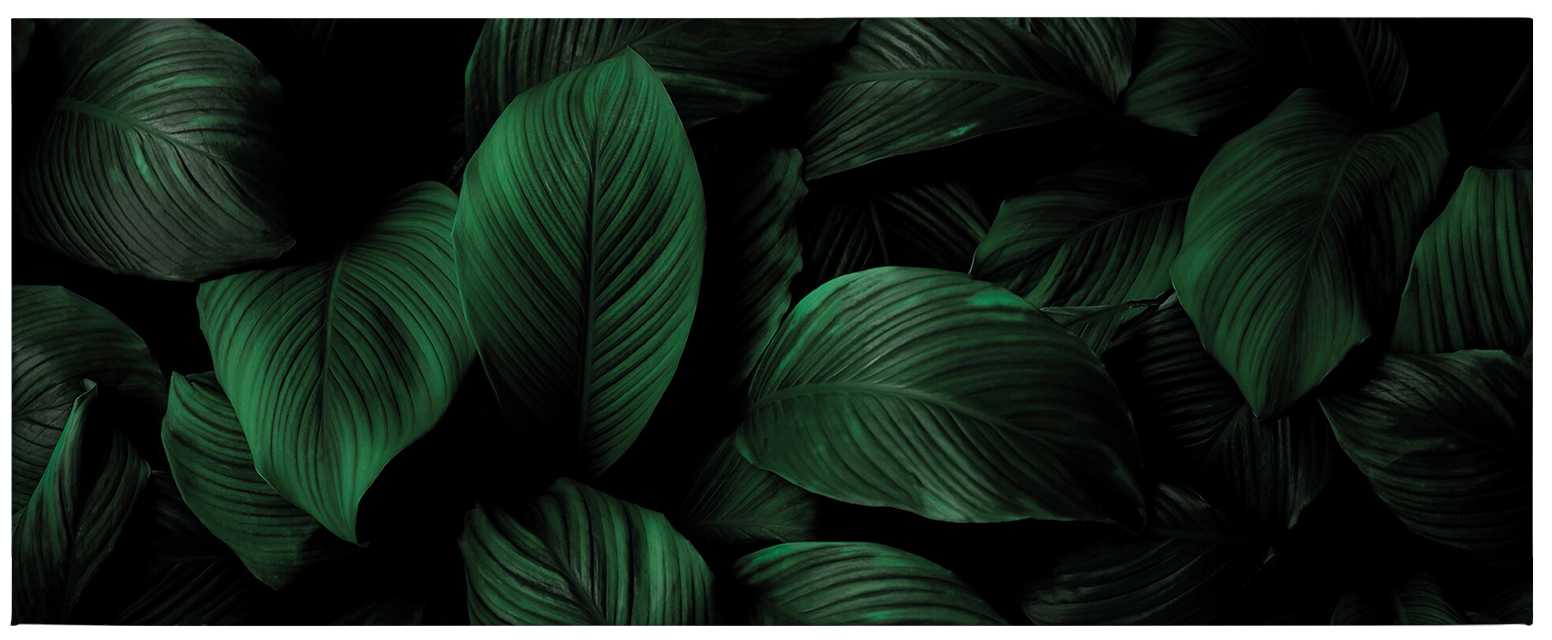             Panorama canvas print with leaf optics in green, black
        