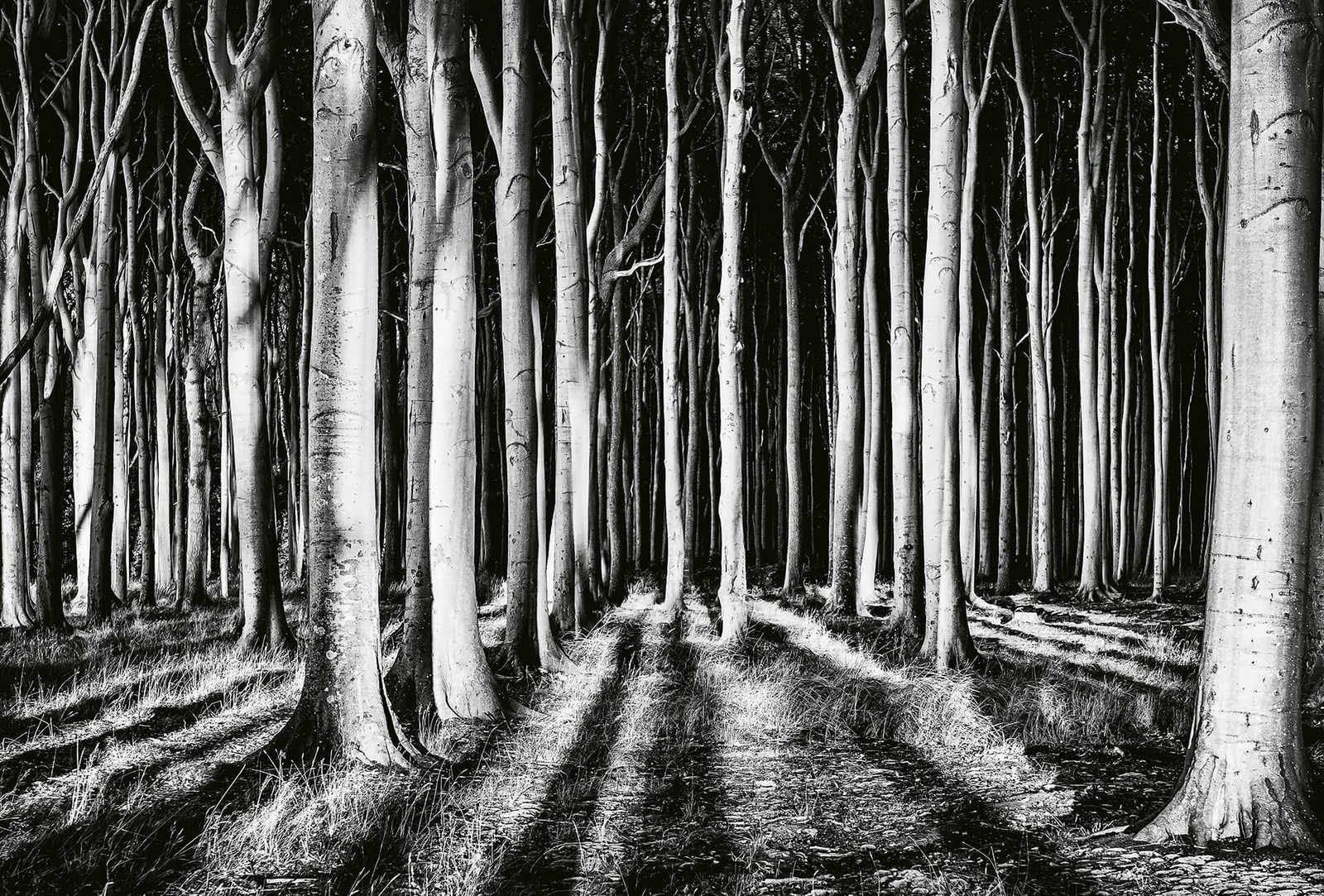 Papier peint Nature Forêt hantée - noir, blanc, gris
