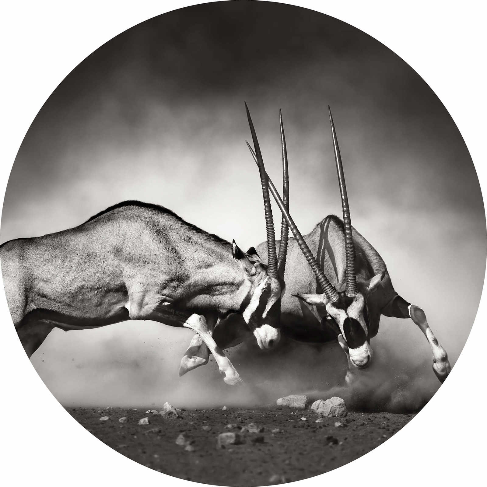         Round photo wallpaper fight of two bulls - black, white
    