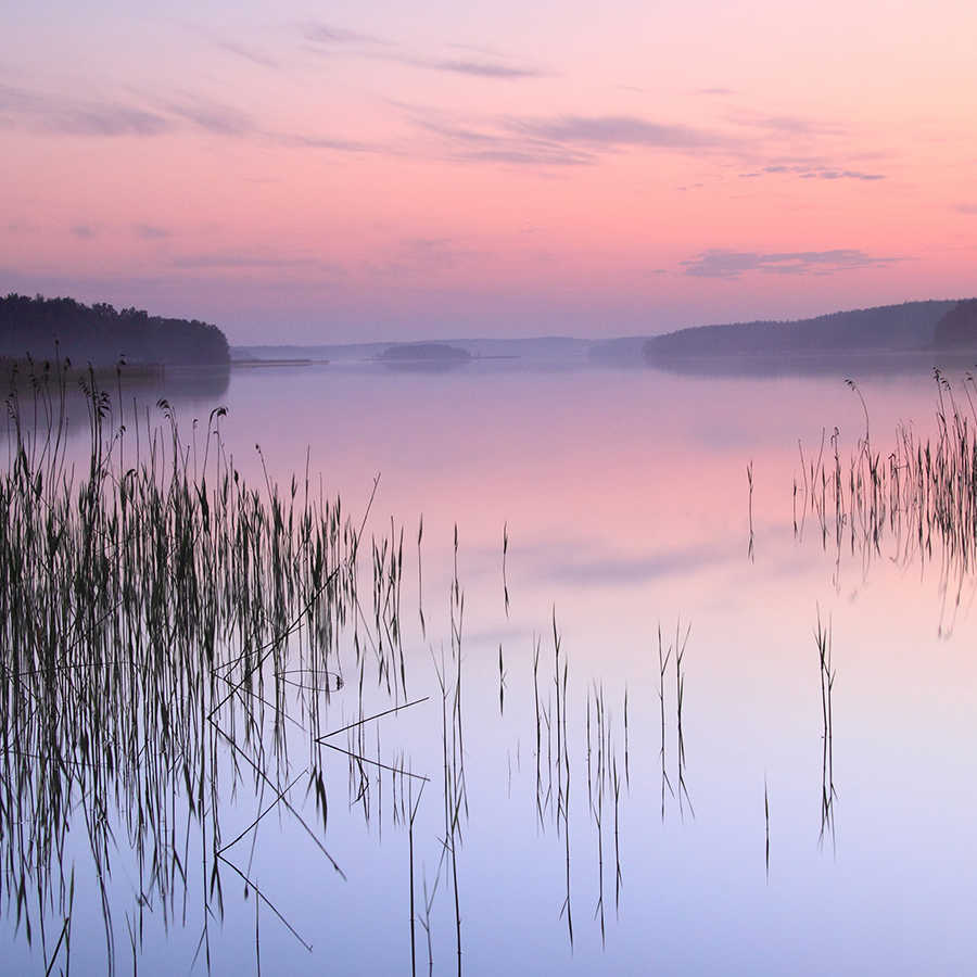 Papier peint nature Lac avec roseaux le soir sur intissé nacré lisse
