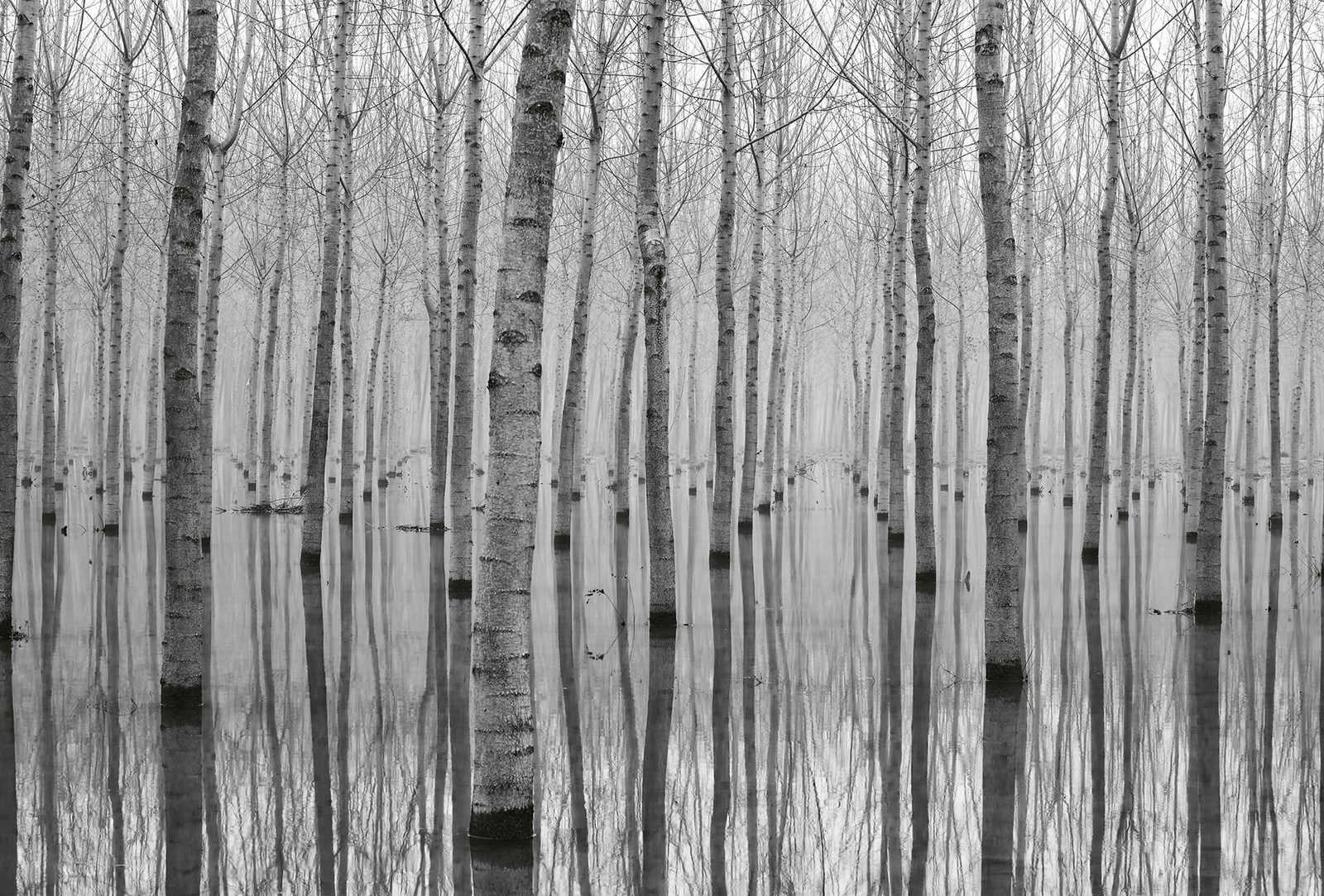         Photo wallpaper forest birch trees in water - black, white, grey
    