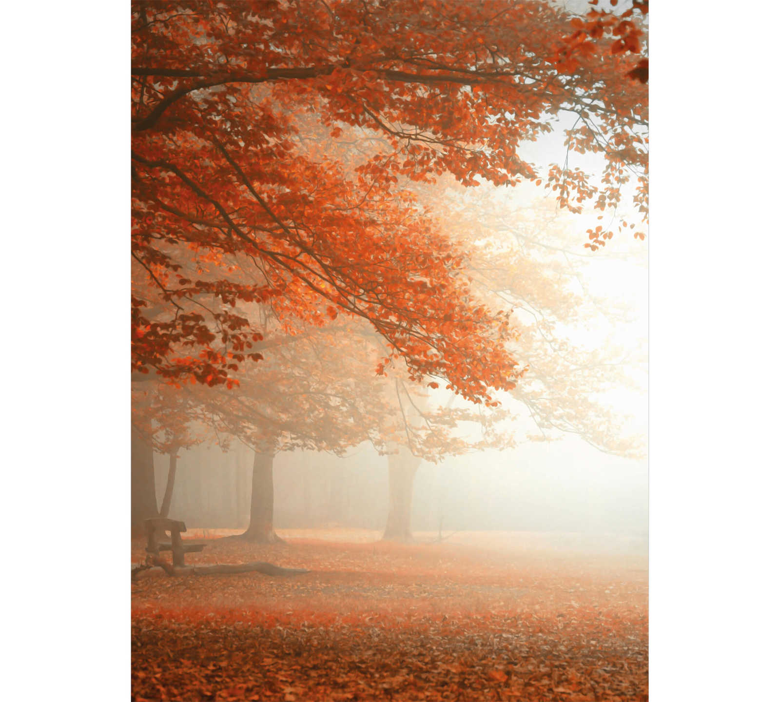 Muurschildering Park in Herfst met Mist - Oranje, Bruin
