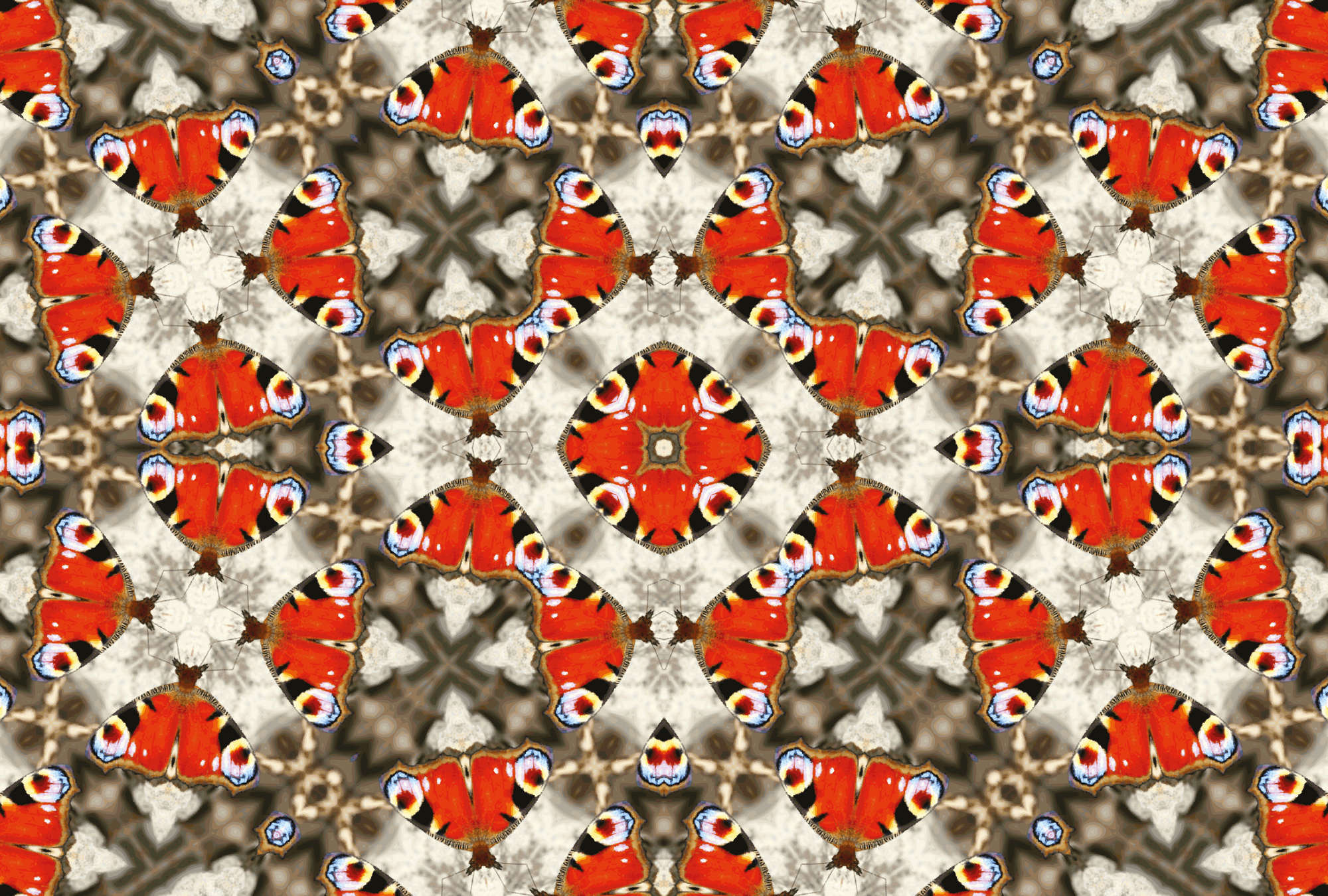             Photo wallpaper with butterfly & kaleidoscope effect
        