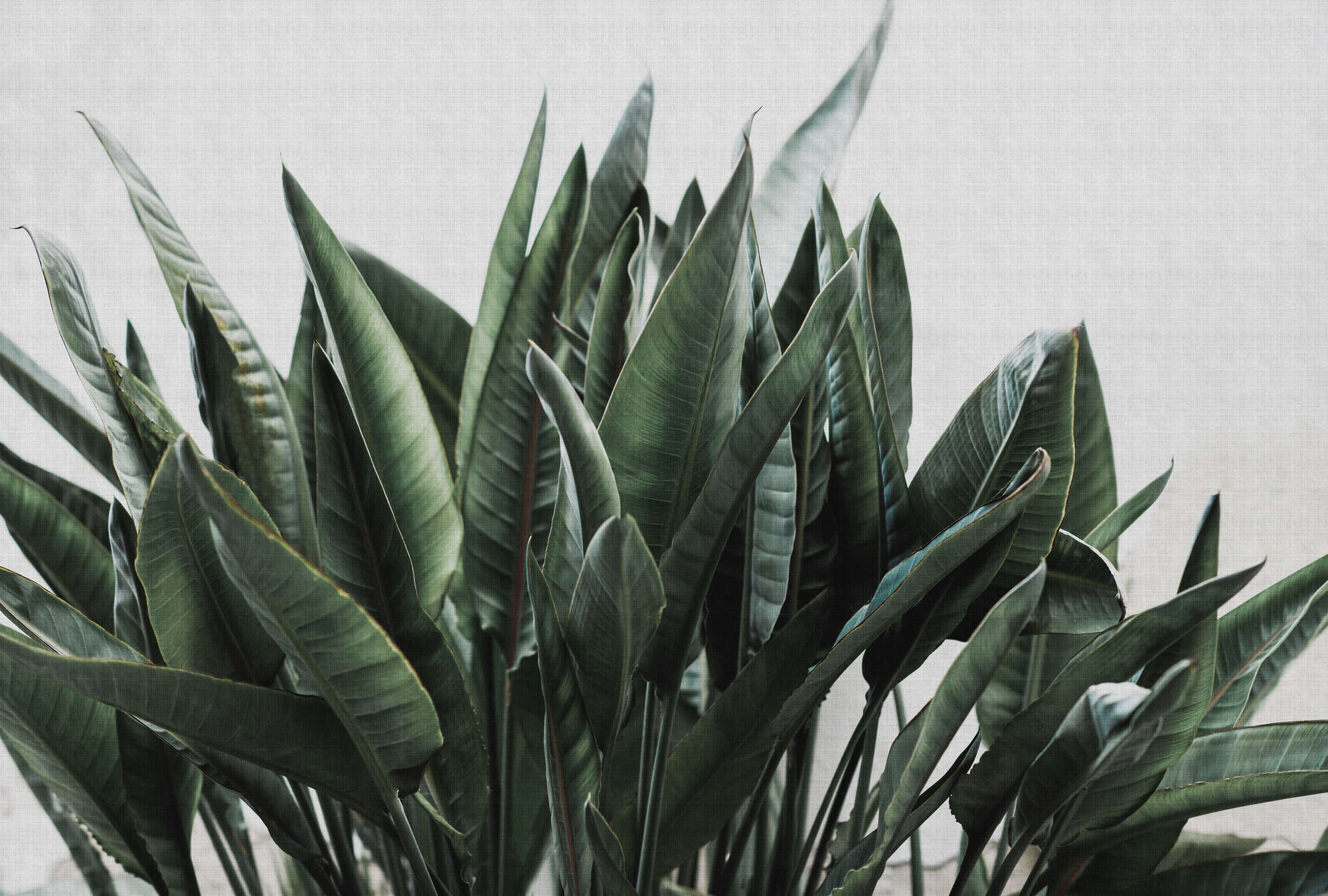             Papel pintado fotomural Selva urbana 2 hojas de palmera, estructura de lino natural plantas exóticas - Gris, Verde | Perla liso no tejido
        