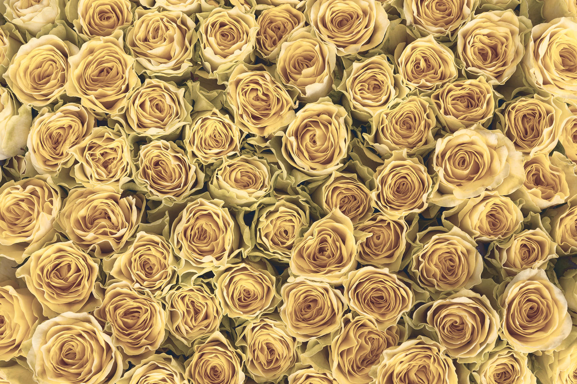             Plants mural golden roses on textured nonwoven
        