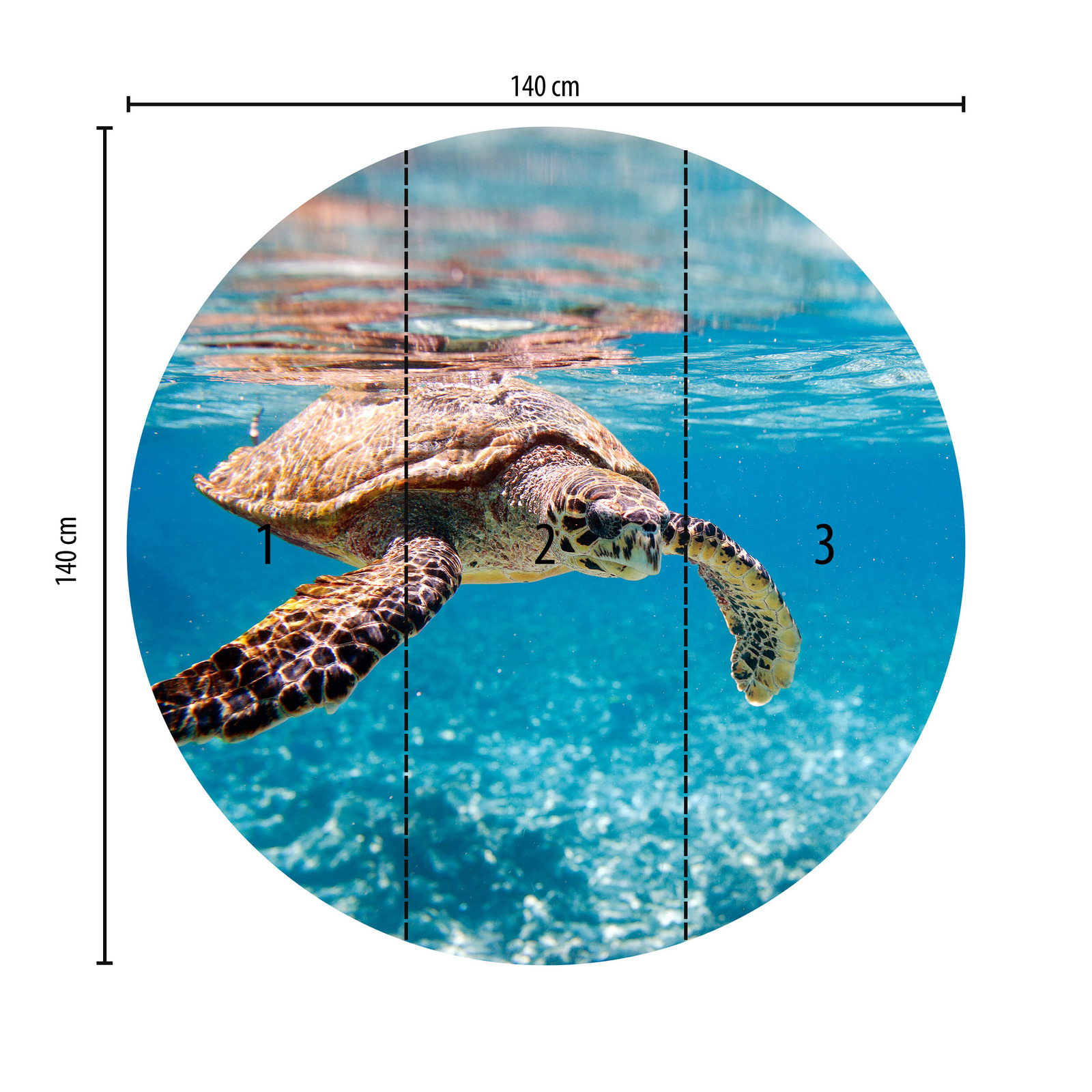             Muurschildering ronde schildpad onder water
        