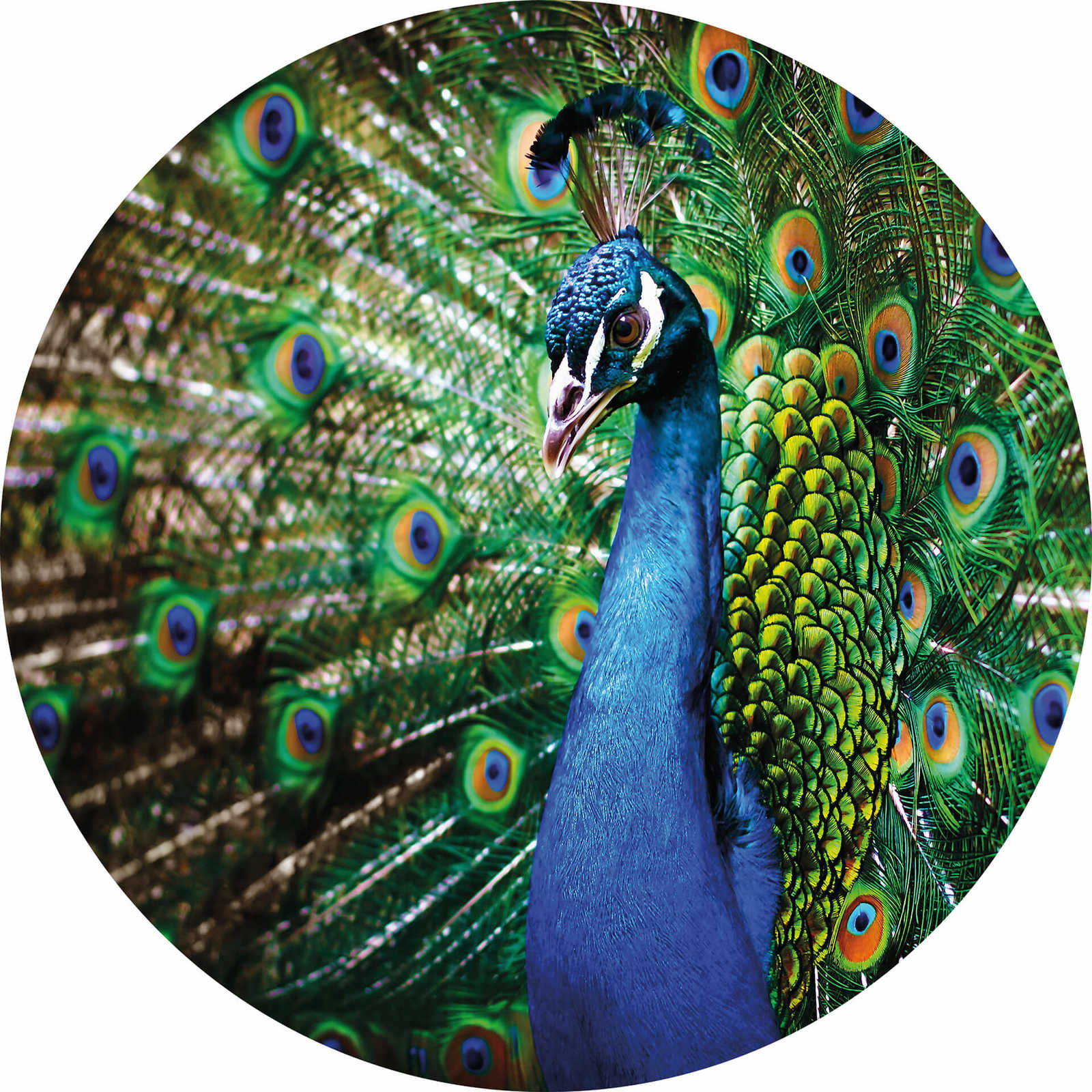         Photo wallpaper round peacock - green, blue, yellow
    