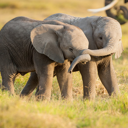         Photo wallpaper baby elephants in the savannah
    