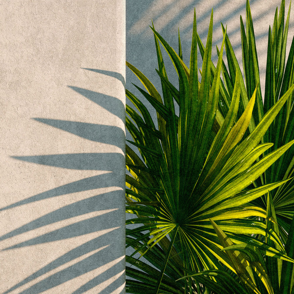             Túnez 1 - foto papel pintado palmeras en el patio con paredes de yeso
        