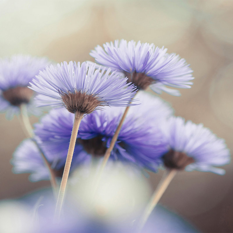 Carta da parati Flowers in Violet - Vello liscio madreperlato
