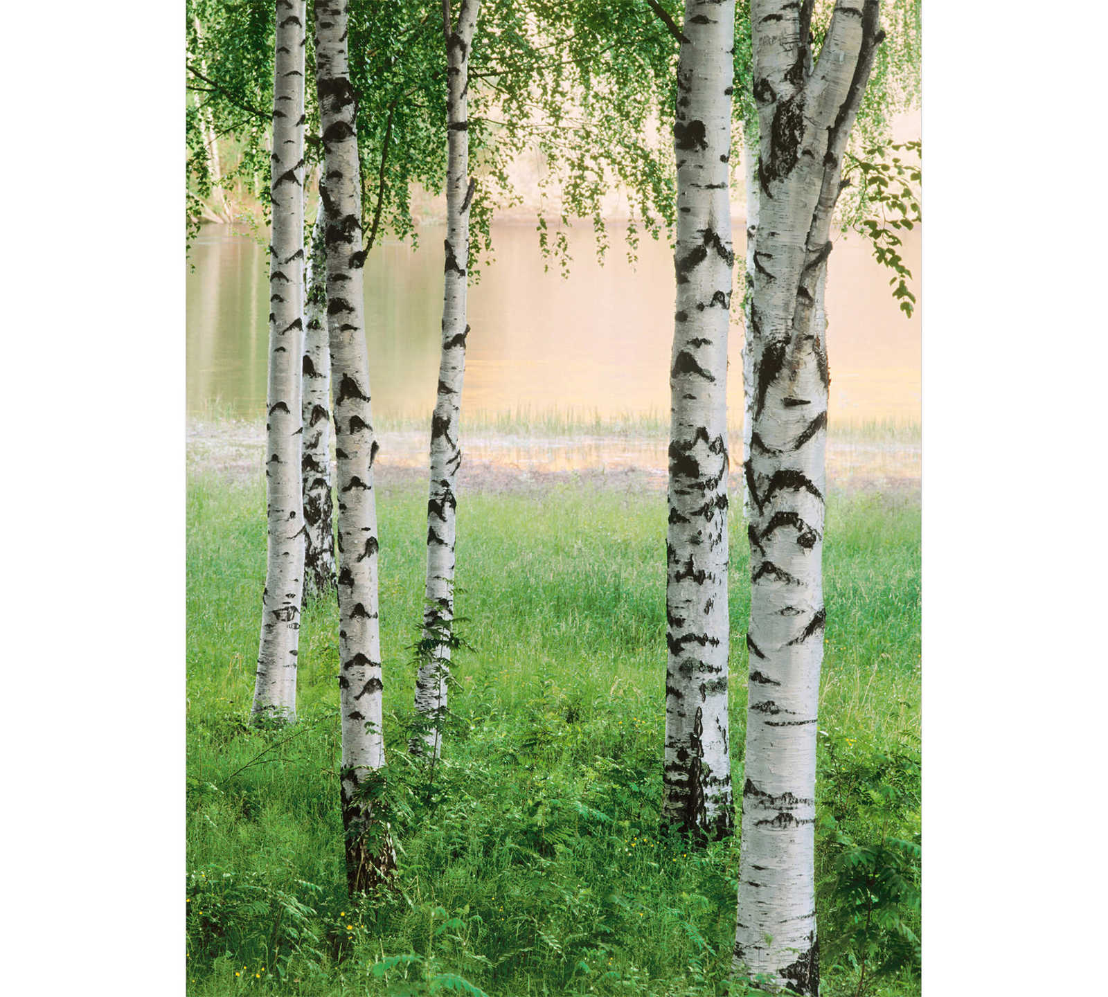         Birch forest photo wallpaper trees by the lake, portrait format
    