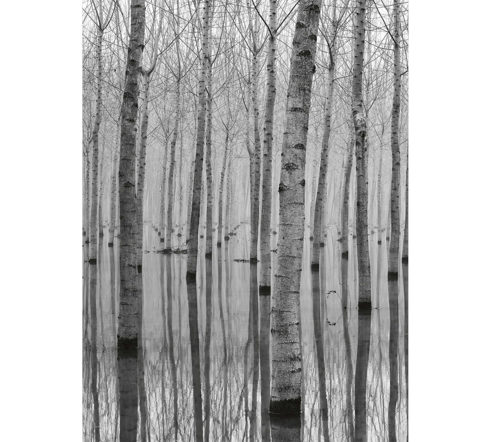         Photo wallpaper birch forest in the water - black, white, grey
    