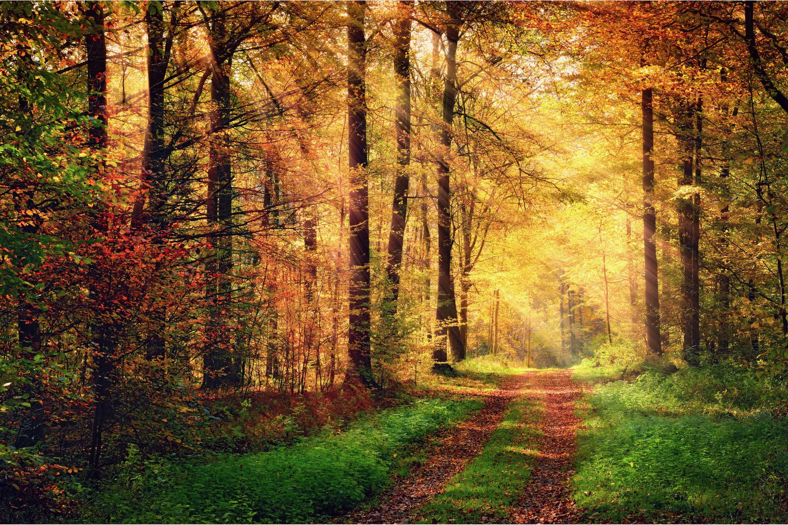             Toile Chemin forestier un jour d'automne avec soleil - 0,90 m x 0,60 m
        