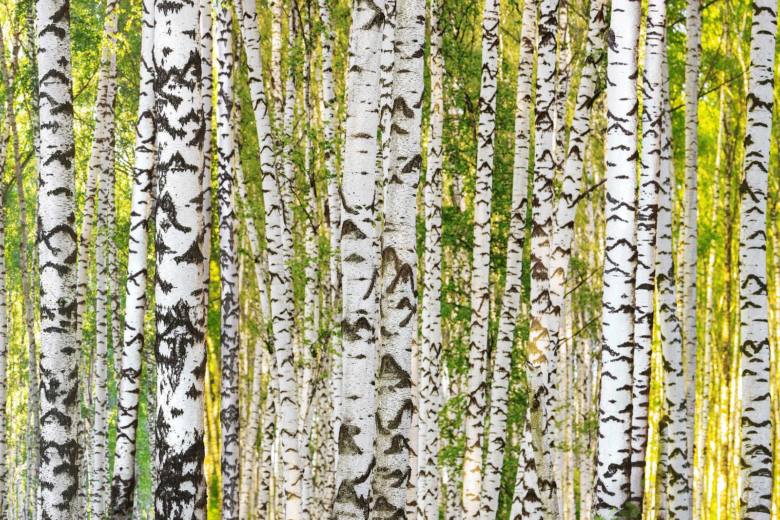             Quadro su tela con motivo a tronco d'albero della foresta di betulle - 0,90 m x 0,60 m
        