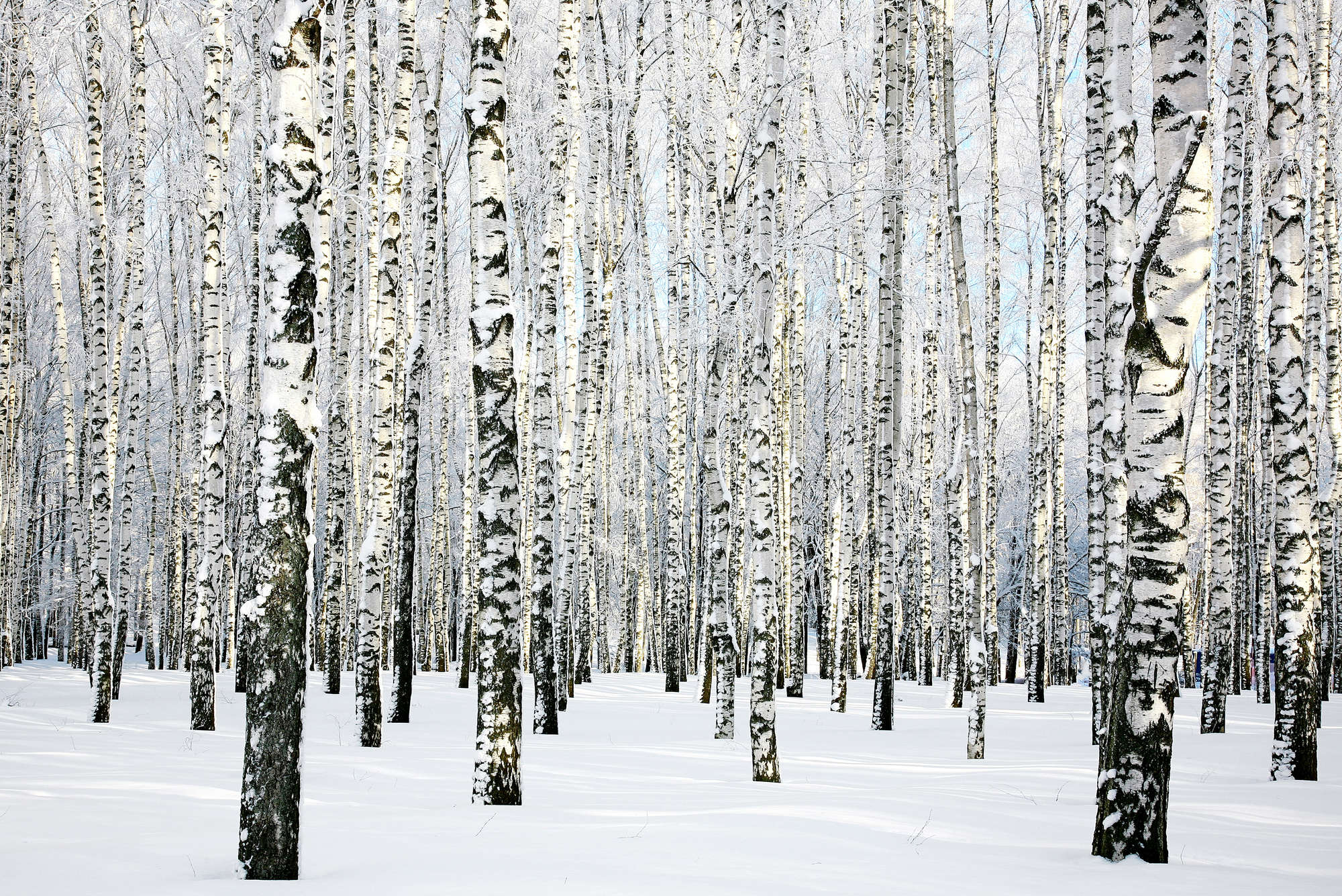             Papier peint nature forêt de bouleaux en hiver sur intissé lisse nacré
        