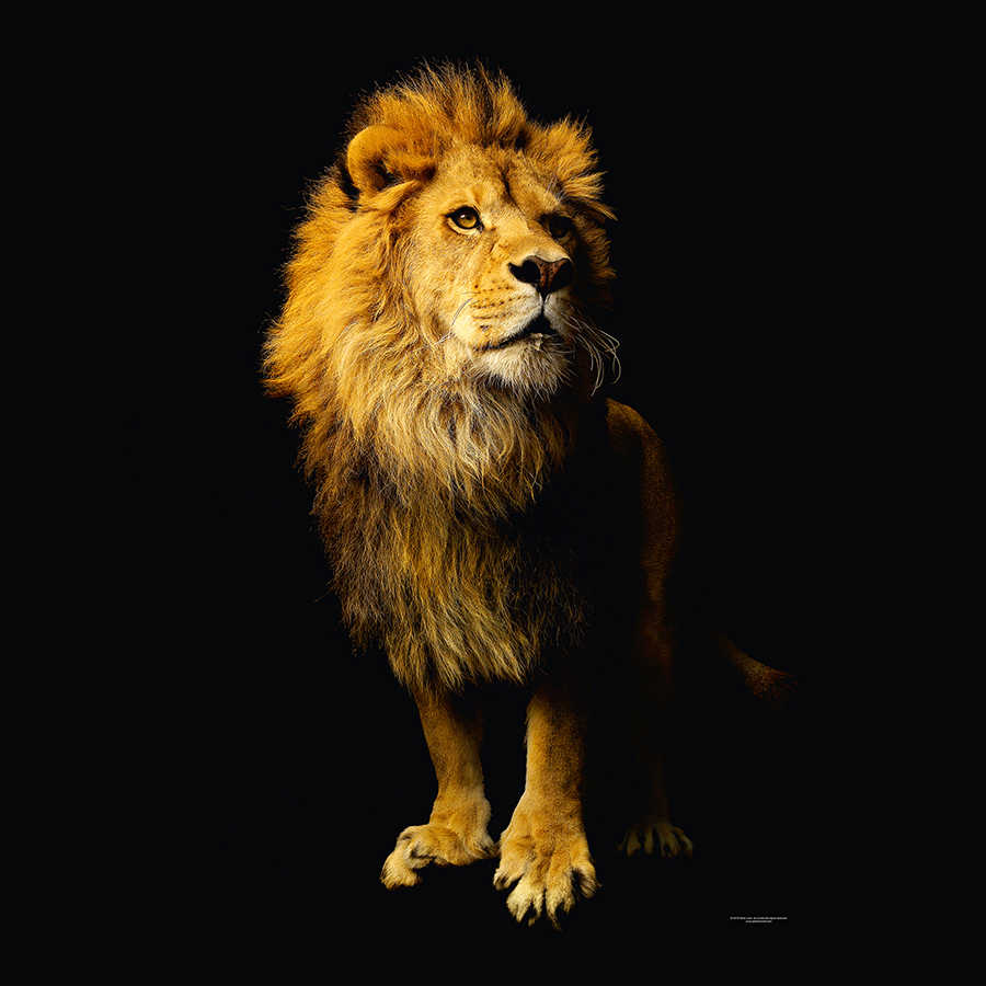        Lion - animal portrait mural
    