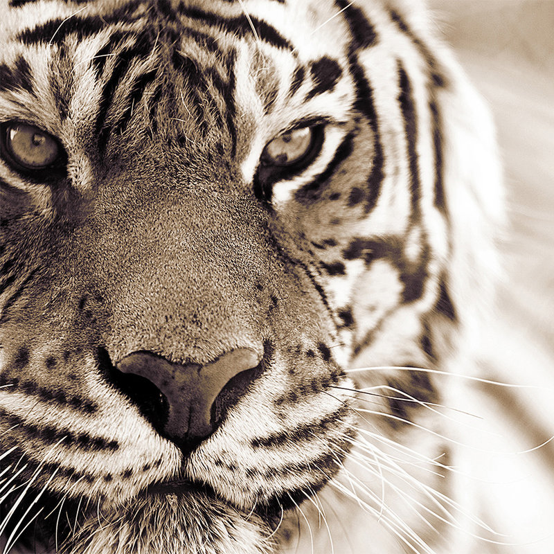Carta da parati animale Primo piano di tigre - Madreperla in vello liscio
