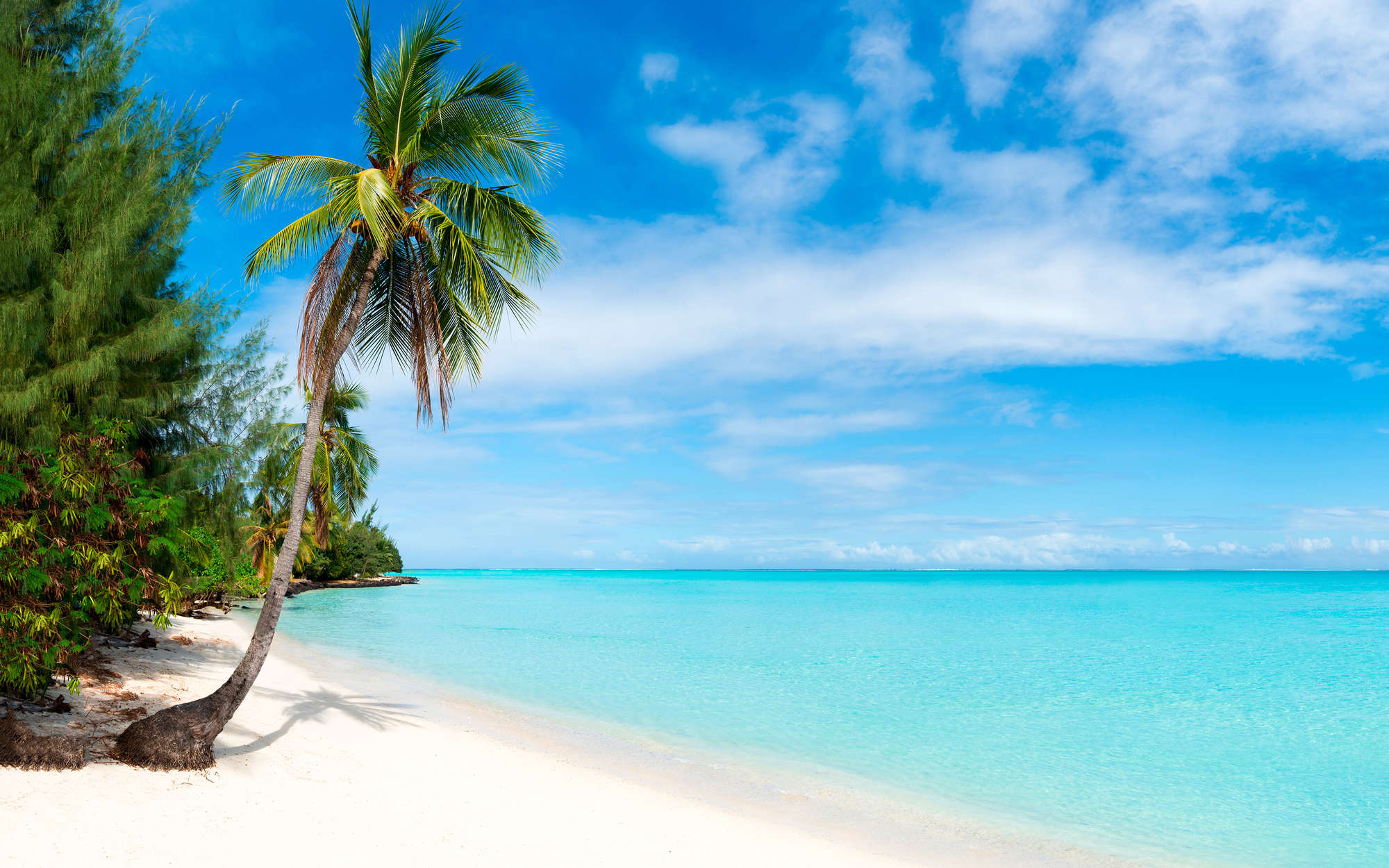             Fotomuralis spiaggia sabbiosa con palma - vello liscio perlescente
        