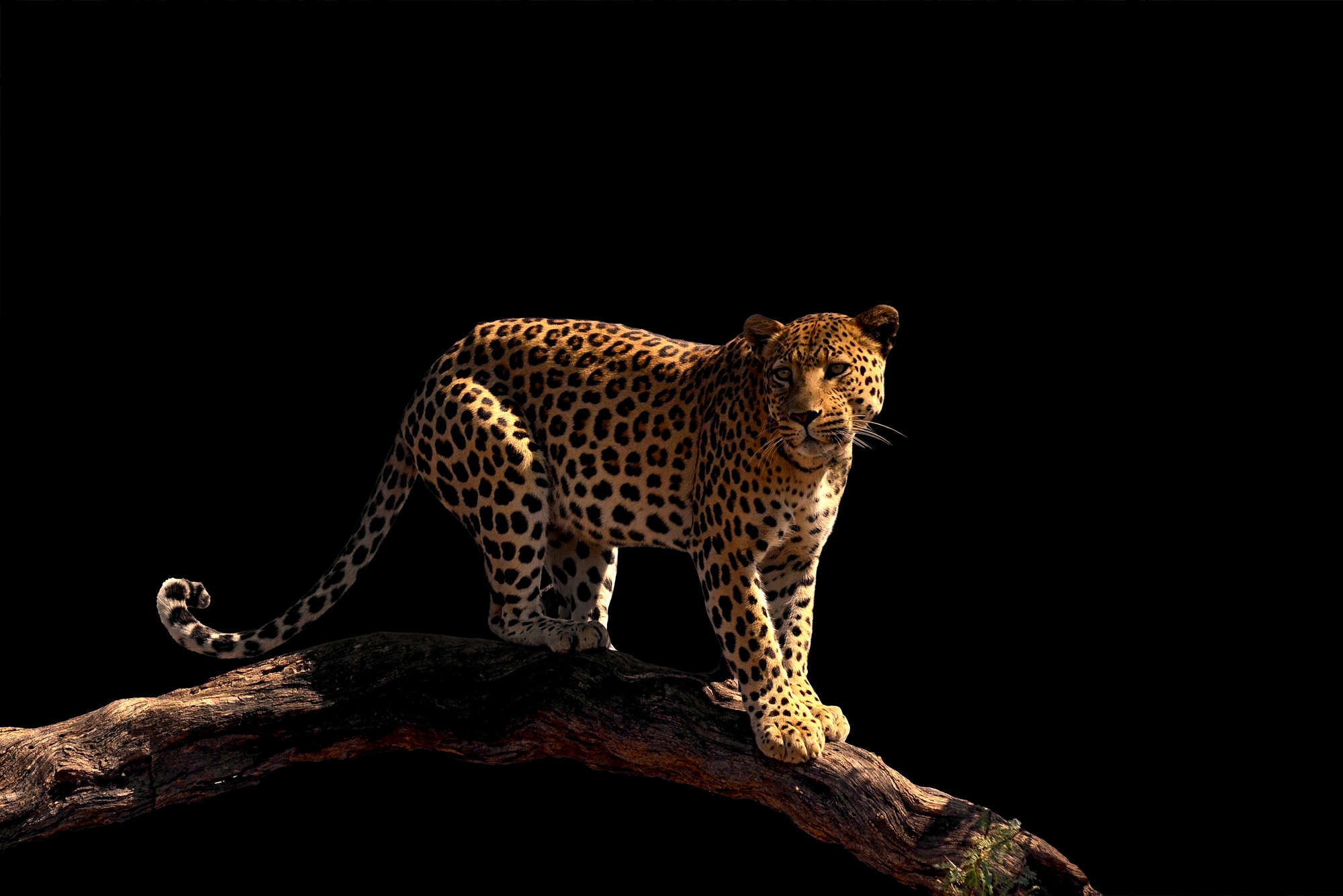             Mural de leopardo de pie sobre una rama en vellón liso de primera calidad
        
