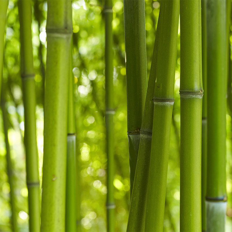 Papel pintado Bambú en verde - tejido no tejido liso nacarado
