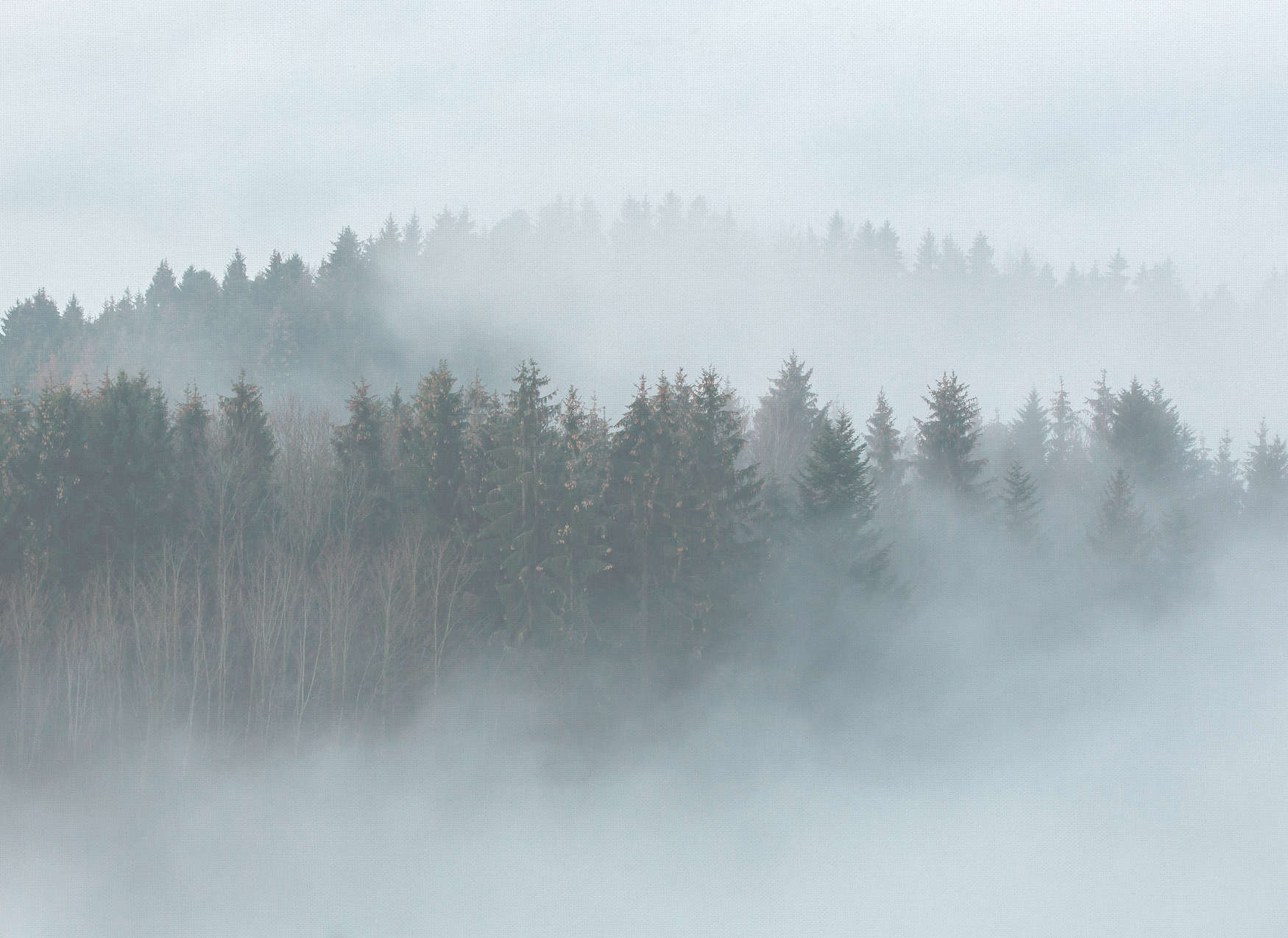            Bosque misterioso en la niebla - Blanco, verde, gris
        