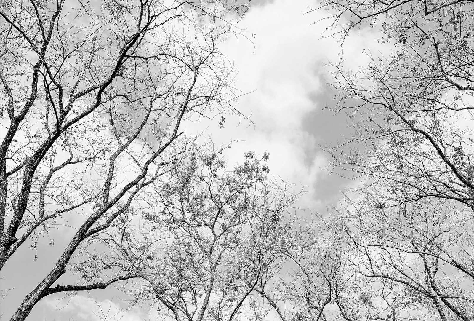         Black and white photo wallpaper tree tops nature view
    