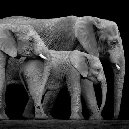         Elephant family mural against black background
    