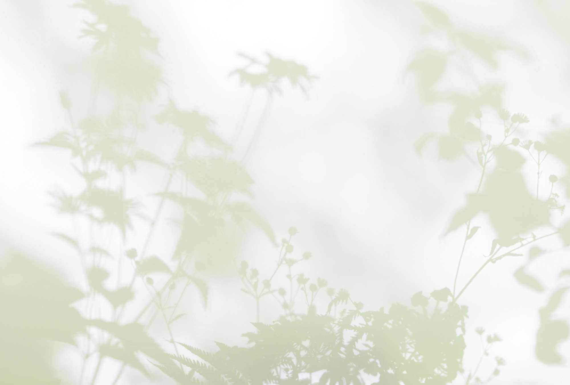             Shadow Room 3 - nature photo wallpaper green & white, faded design
        