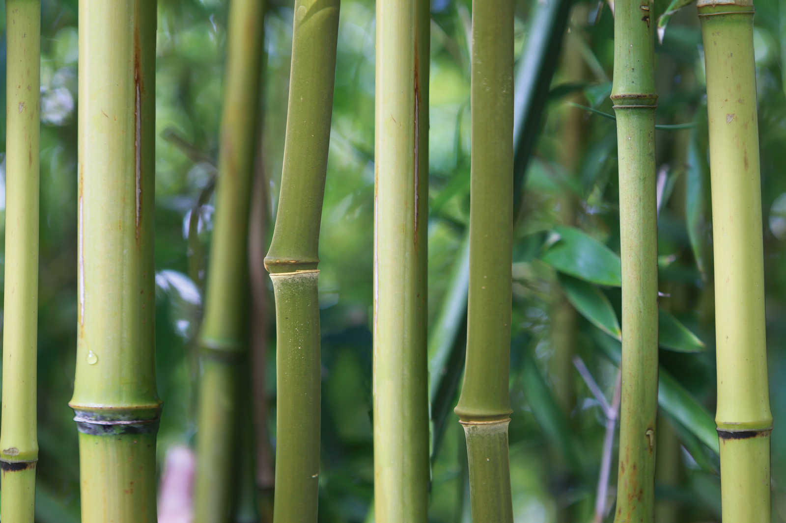             Cuadro en lienzo Bambú Bosque de bambú con vista detallada - 1,20 m x 0,80 m
        