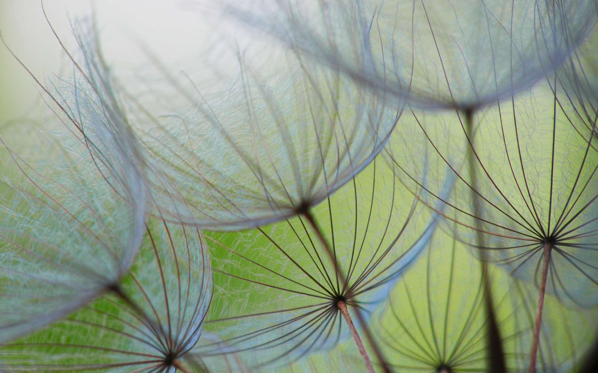             Photo wallpaper detail with dandelions - Matt smooth non-woven
        
