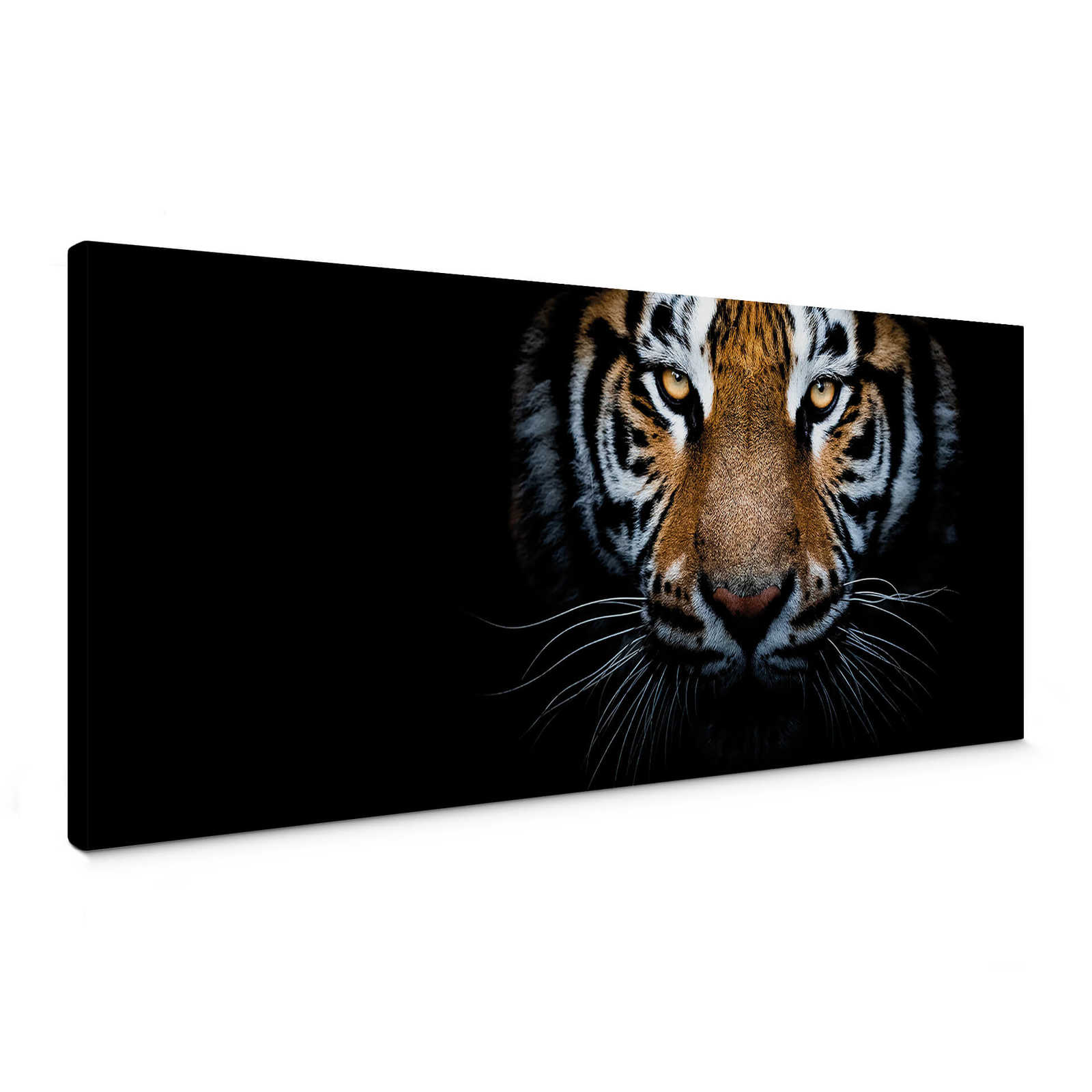Panorama canvas print tiger portrait – brown, black

