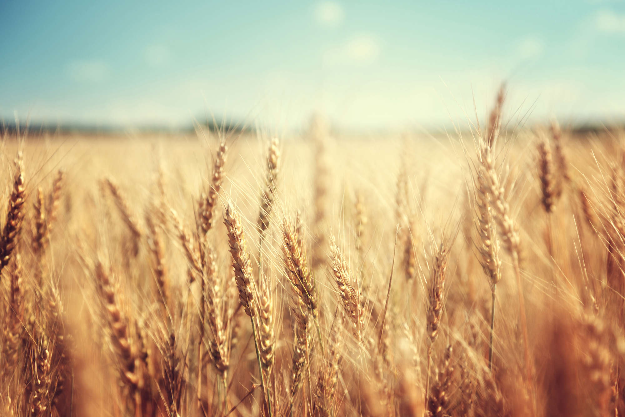             Plants mural wheat field on premium smooth fleece
        
