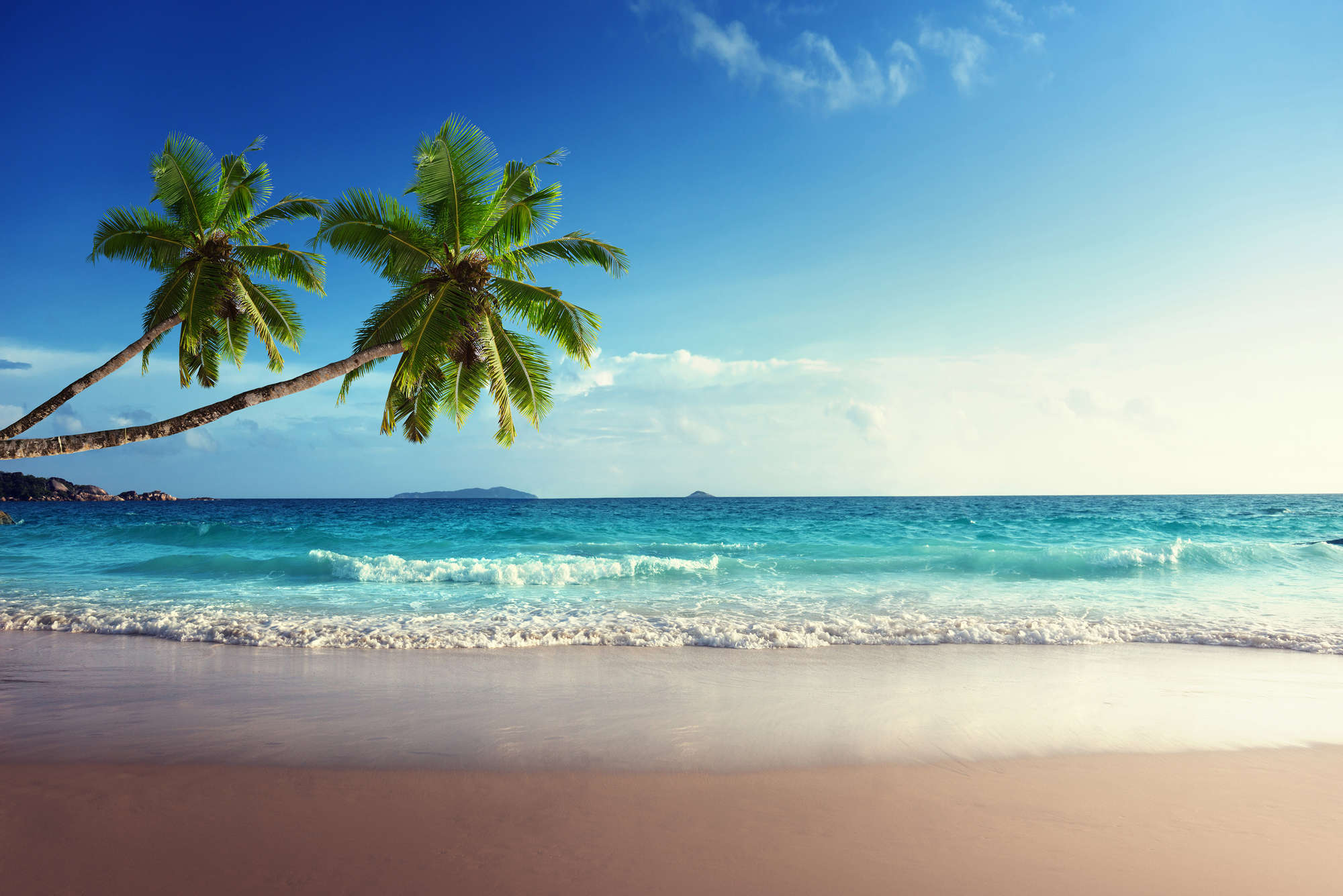             Fotomurali di spiaggia con due palme sulla costa su vello liscio in madreperla
        