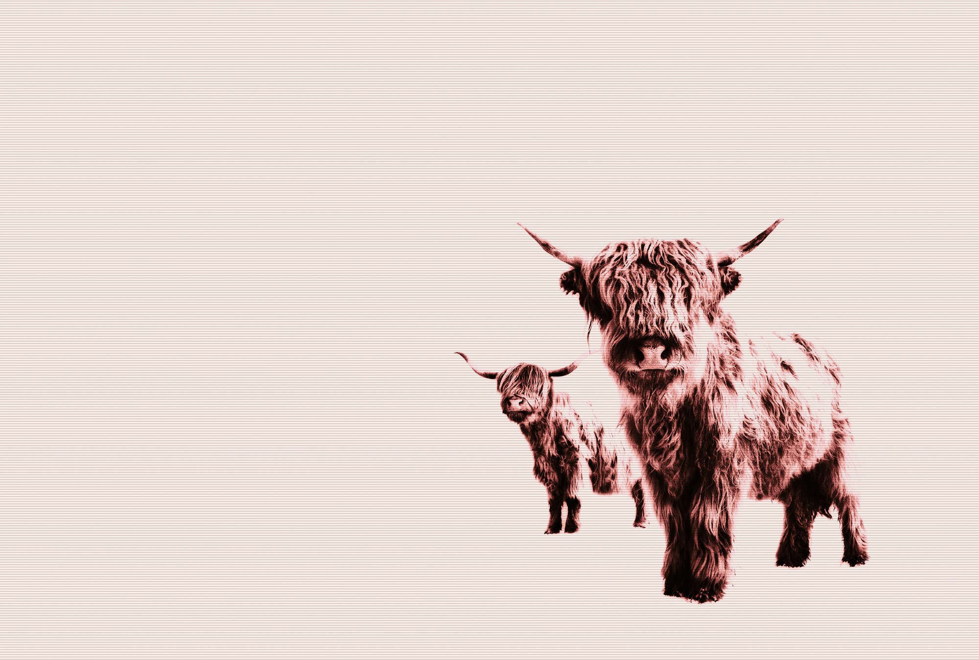             Carta da parati con foto di bovini delle Highlands e motivo di animali arruffati
        