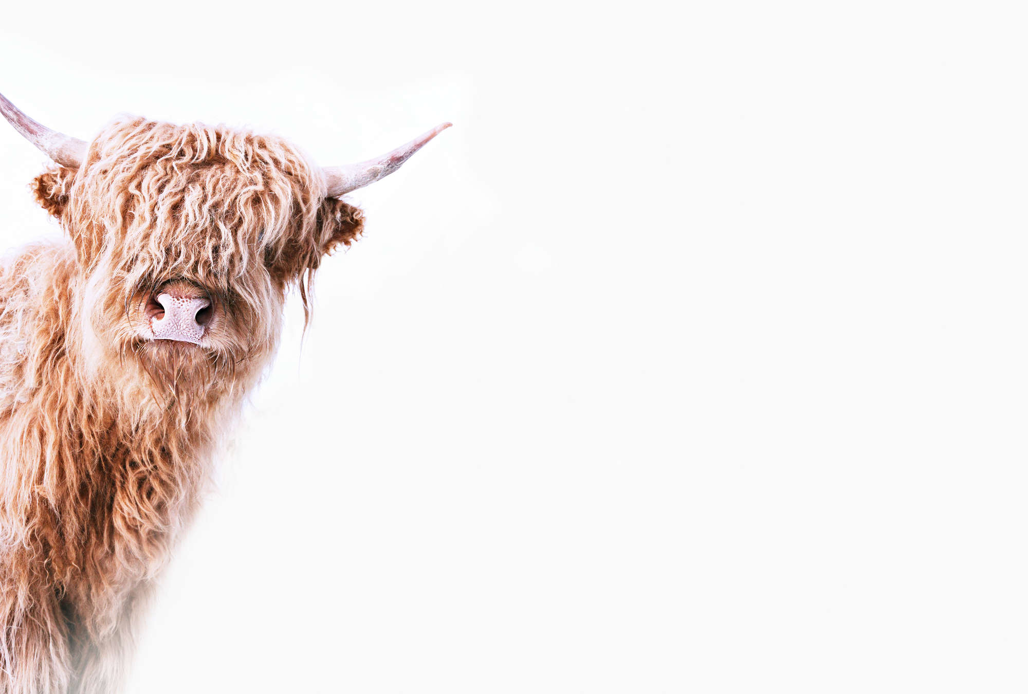             Papier peint animalier avec un bovin Highland au look hirsute
        