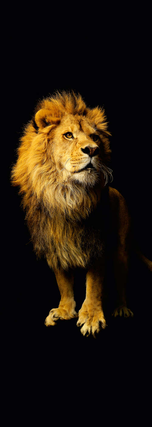             Papier peint animalier motif lion sur intissé lisse premium
        
