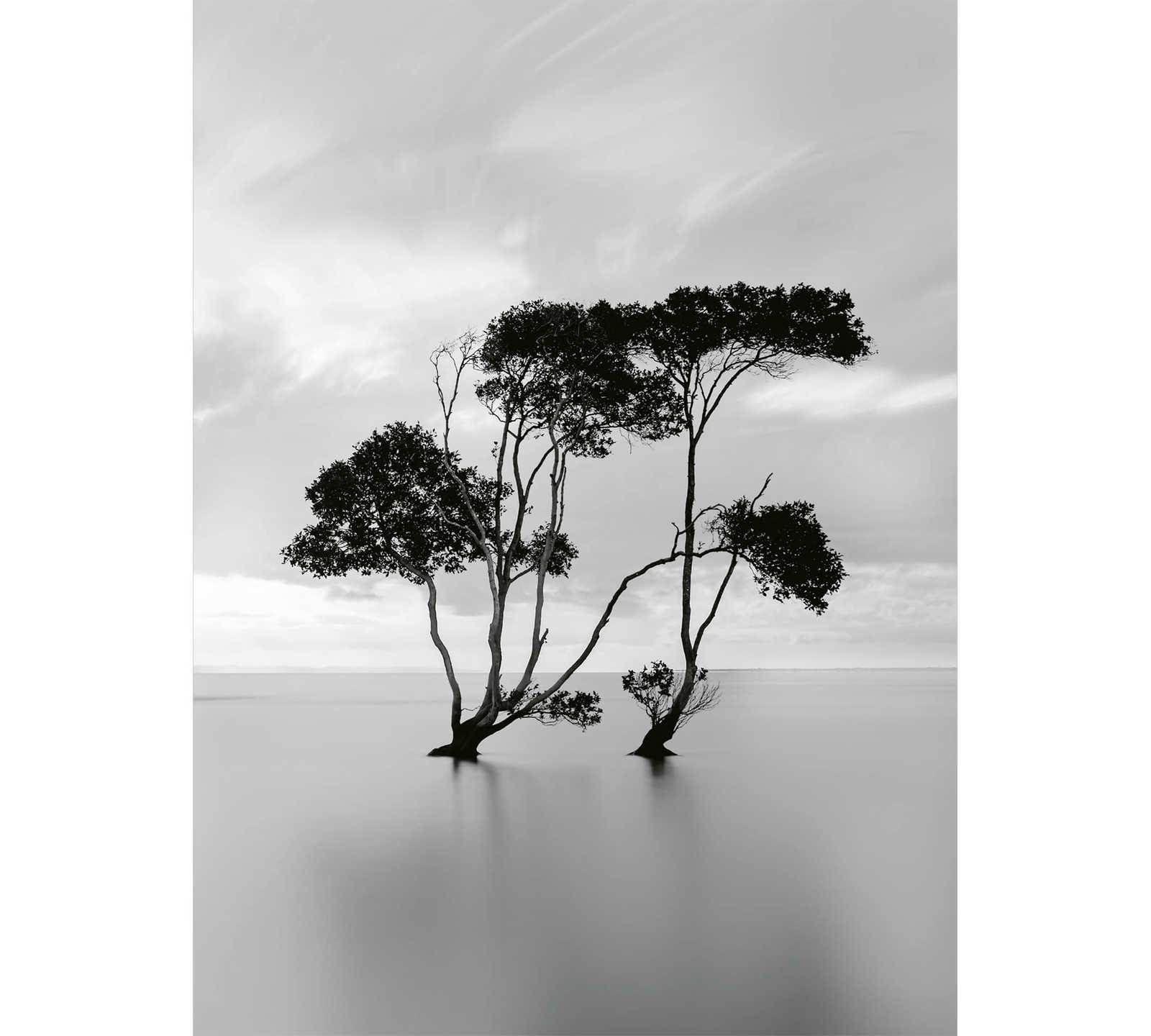         Photo wallpaper calm water with tree - white, black
    